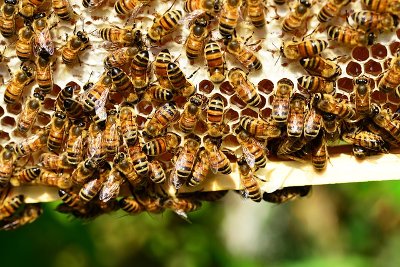 Пчеларите в САЩ са изгубили 44% от пчелните си колонии за 2015