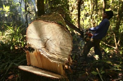 Норвегия спира обезлесяването