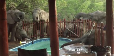 На басейн със слонове