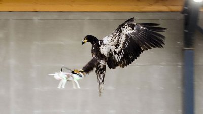 Холандците тренират орли да улавят дронове Холандците тренират орли да улавят дронове