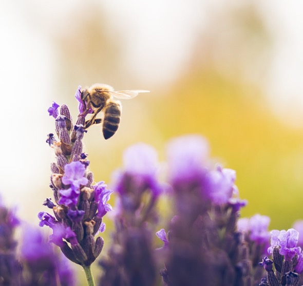 Глобалната криза с медоносните пчели изисква активни мерки
